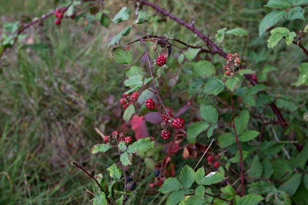 在赫兹莱克埃姆斯兰的沼地里 在长椅上观看野生黑莓 在阳光明媚的日子里 在荒原上散步时拍照 — 图库照片