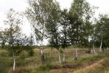 herzlake emsland Almanya'da kırda huş ağacı daha yakından görmek güneşli bir günde kırda bir yürüyüş te fotoğraflandı
