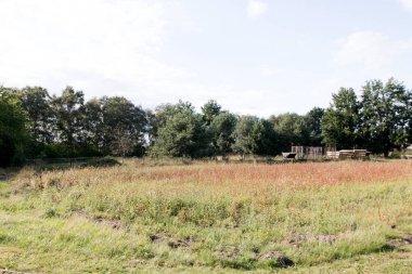 güneşli bir günde kırda bir yürüyüş te fotoğraflanan herzlake emsland Almanya'da bir kırda bir alan ve ağaçlar görünümü