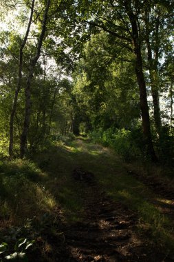 herzlake emsland Almanya'da bir kır bir yolda sonunda uzak görünümü güneşli bir günde kır da bir yürüyüş te fotoğraflandı