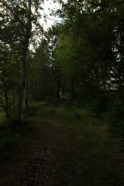 güneşli bir günde kırda bir yürüyüş te fotoğraflanan herzlake emsland Almanya'da bir yolda sonunda görünümü