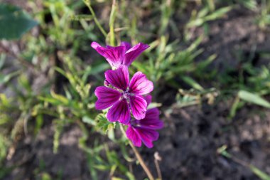 herzlake emsland Almanya'da bir kırda bir ebegümeci daha yakından görmek güneşli bir günde kırda bir yürüyüş te fotoğraflandı