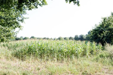 güneşli bir günde doğada bir yürüyüş sırasında fotoğraflanan lathen emsland Almanya ağaçlarla çevrili bir mısır tarlası görünümü