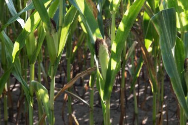 lathen emsland Almanya'da bir mısır koçan üzerinde daha yakından görünümü güneşli bir günde doğada bir yürüyüş sırasında fotoğraflandı