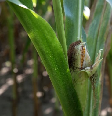 lathen emsland Almanya'da sağ tarafta bir mısır koçan üzerinde daha yakından görünümü güneşli bir günde doğada bir yürüyüş sırasında fotoğraflandı