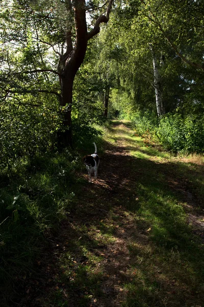 Вид Конце Дорожку Бегущей Собакой Болоте Озере Эмсланд Германии Сфотографированной — стоковое фото