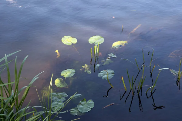 lathen emsland almanya nehir ems üzerinde bir nilüfer yaprağı görünümü güneşli bir günde doğada bir yürüyüş sırasında fotoğraflandı