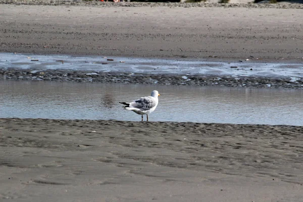 Vista Una Gaviota Vatio Isla Del Mar Del Norte Juist — Foto de Stock