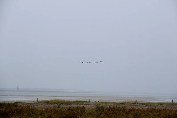 Далекий Вид Природный Ландшафт Северном Морском Острове Сока Германия Фотографируется — стоковое фото
