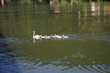 Heidelberg, Almanya 'daki nekkar nehrindeki bir kuğu ailesinin görüntüsü Almanya' daki bir gemi turunda çekildi.