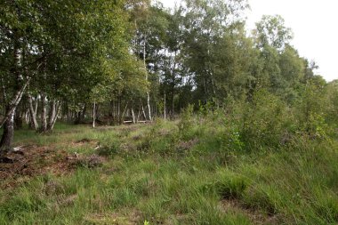 Almanya 'da ağaçlar ve otlarla kaplı doğal bir arazinin manzarası