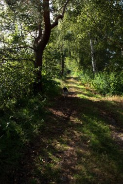 Almanya 'da koşan bir köpekle bir yolun sonunda görünüm