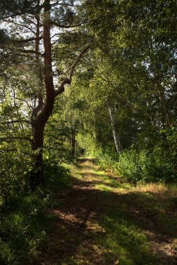 Almanya 'da ağaçlarla çevrili güneş ışığıyla çevrili bir yolun sonunda görünüm