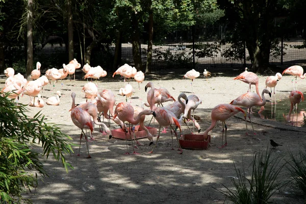 a group of flamingos enjoying the sun