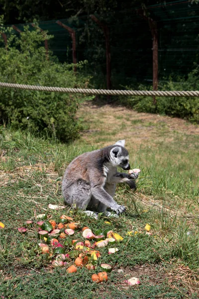 side view of an on a grass area sitting katta having a melone