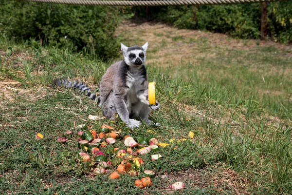 side view of an on a grass area sitting katta having a melone and looking directly in the camera