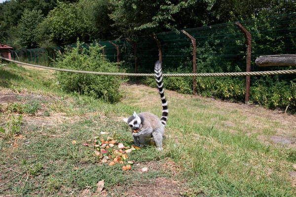 Vista Frontal Uma Área Grama Sentado Katta Com Cauda Levantada — Fotografia de Stock