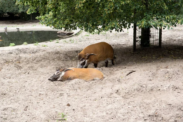 Uno Acostado Otro Pie Cerdos Colores Área Arena —  Fotos de Stock