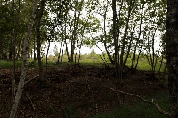 Blick Auf Eine Moorlandschaft Deutschland Mit Bäumen — Stockfoto