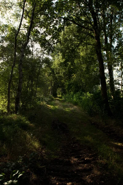ドイツの木に囲まれた湿原を抜ける道を端から眺めると — ストック写真