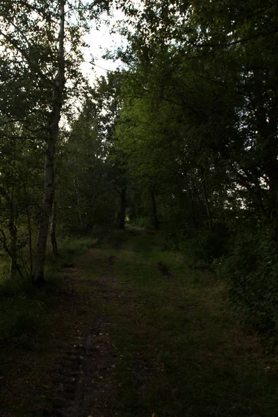 Θέα Στο Τέλος Σκιά Ένα Μονοπάτι Που Περιβάλλεται Από Δέντρα — Φωτογραφία Αρχείου