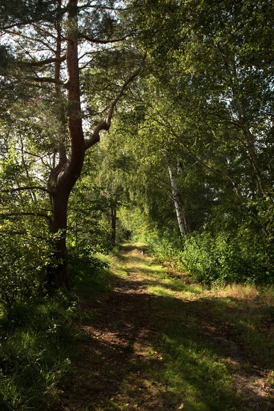 Almanya Ağaçlarla Çevrili Güneş Işığıyla Çevrili Bir Yolun Sonunda Görünüm — Stok fotoğraf