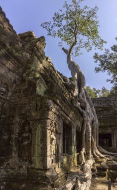 Angkor, Ta Prohm tapınakta Bayon tarzında 13 yüzyılda inşa edilmiş ve aslında Rajavihara adı verilen, Khmer Kral Jayavarman tarafından kuruldu. Siem Reap, Kamboçya.