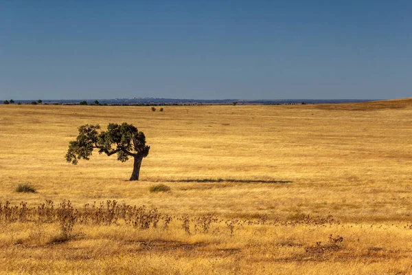 Alentejo Typical Farmland Fields Mediterranean Landscape Summer Tourist Destination Region — Stock Photo, Image