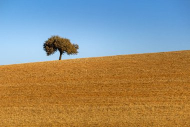 Alentejo tipik tarım arazileri ve yazın Akdeniz manzarası, turistik bölge, Portekiz.