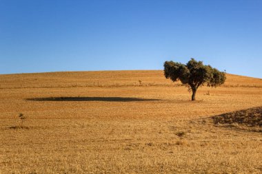 Alentejo tipik tarım arazileri ve yazın Akdeniz manzarası, turistik bölge, Portekiz.