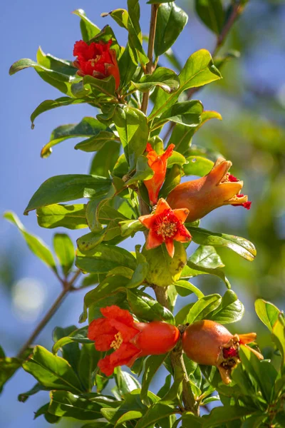 ザクロの木の花の詳細 種プニカグラナトゥムは イランとインド北部の間の地域に起源を持ち 地中海全体で古代から栽培されている落葉低木です — ストック写真