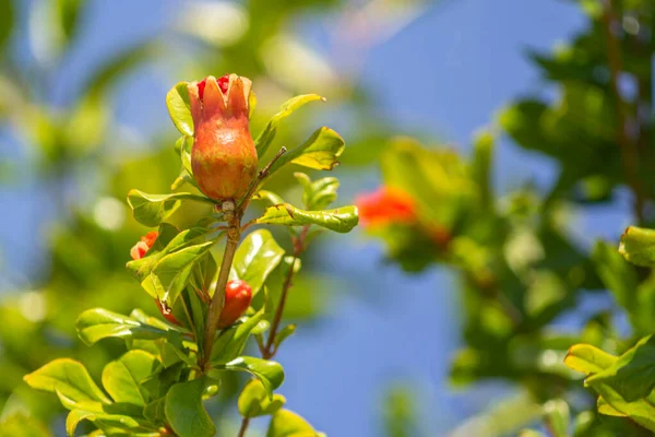 Frutto Melograno Stagionato Specie Punica Granatum Arbusto Deciduo Originario Della — Foto Stock