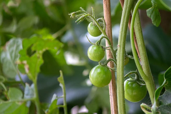 Unripe Cherry Tomatoes Organic Home Growing Species Solanum Lycopersicum Var — Stock Photo, Image
