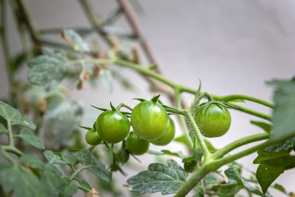 Olgunlaşmamış Vişneli Domatesler Organik Yapımı Solanum Lycopersicum Var Türü Serasiforme — Stok fotoğraf