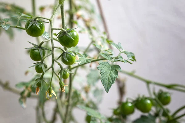 Unripe Cherry Tomatoes Organic Home Growing Species Solanum Lycopersicum Var — Stock Photo, Image