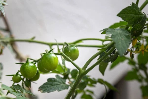 Unripe cherry tomatoes organic home growing, species Solanum lycopersicum var. cerasiforme, a type of small round tomato intermediate genetic admixture between wild and domesticated garden tomatoes.