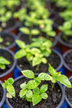 İki haftalık filizlenen mor tutkulu meyve filizleri, Passiflora edulis türleri, genellikle tarımsal meyve üretiminin yanı sıra bahçe süsleme tırmanıcısı olarak kullanılır..