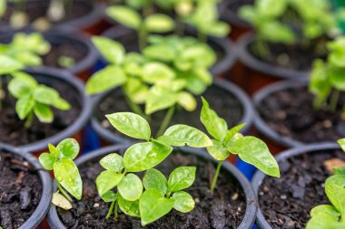 İki haftalık filizlenen mor tutkulu meyve filizleri, Passiflora edulis türleri, genellikle tarımsal meyve üretiminin yanı sıra bahçe süsleme tırmanıcısı olarak kullanılır..