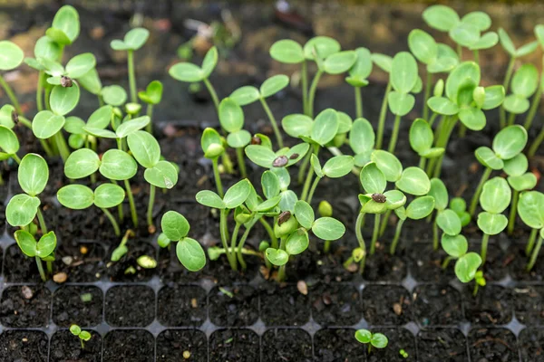 Growing One Week Germination Tray Watermelon Fruit Vine Sprouts Species — Stock Photo, Image