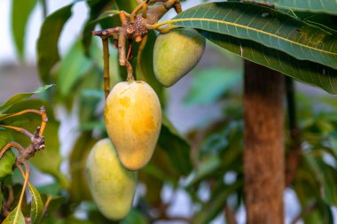 Mangifera cinsinin çiçek açan bir bitkisi olan mango meyvelerini koparan organik ev, yenilebilir meyveleri için dünya çapında oldukça iyi yetiştirilmiş..