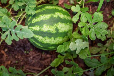 Organic home growing unripe watermelon fruit, species citrullus lanatus, a vine-like plant in the Cucurbitaceae family, domesticated in West Africa and highly cultivated worldwide. clipart