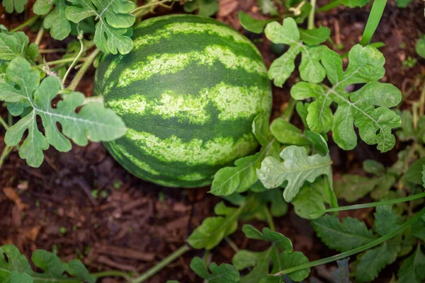 Organic Home Growing Unripe Watermelon Fruit Species Citrullus Lanatus Vine — Stock Photo, Image