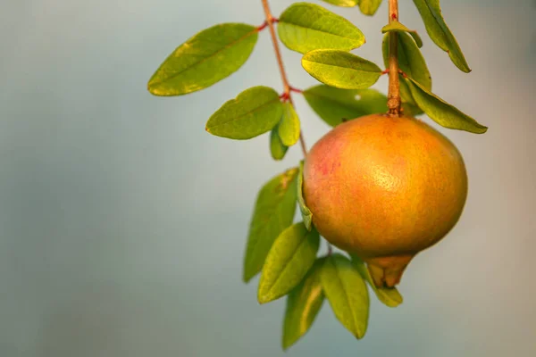 Olgunlaşan Nar Meyvesi Punica Granatum Türü Ran Kuzey Hindistan Arasındaki — Stok fotoğraf