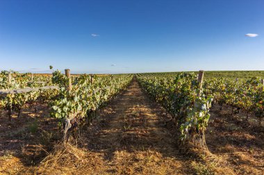 Alentejo 'daki üzüm bağı ünlü üretim bölgesi ve turistik bölge, Portekiz.