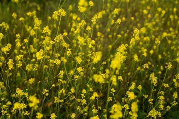 Sarı çiçekli tarla