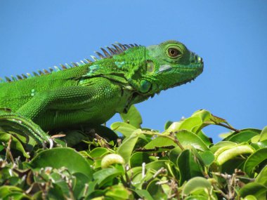 Yeşil Iguana mavi gökyüzü arka plan ile bir çalı gibi yapraklı bitki üstüne oturan