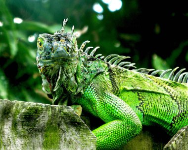Florida genç yeşil Iguana baş ve sırt dikenli ahşap bir çit oturan 