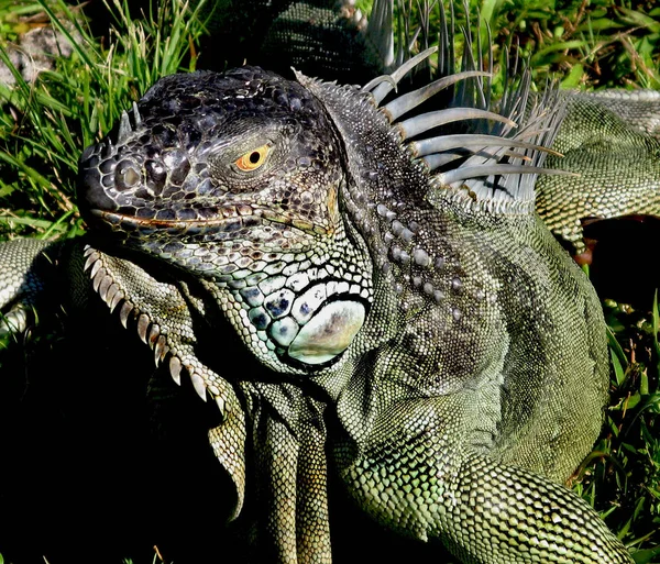 Florida Zöld Barna Iguana Arc Közeli Fel Fejét Tüskék Fűben — Stock Fotó