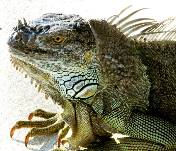 Nagy Florida Iguana Barna Zöld Sárga Arc Közeli Fel Mutatja — Stock Fotó