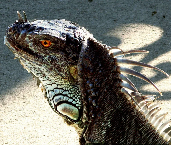 Florida Brown Iguana Face Närbild Med Gul Orange Öga Sidovy — Stockfoto